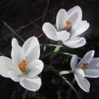 Белые крокусы :: Людмила Смородинская Белые крокусы :: Людмила Смородинская