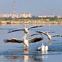 Только прилетели сразу сели... :: Николай Волков