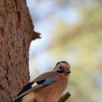 Сомнение... :: Александр Кондаков Сомнение... :: Александр Кондаков
