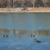 Пруд в Перовском парк. Москва. :: Ольга Довженко