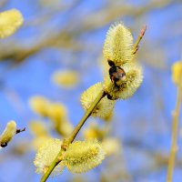 Природа 22 марта  2 :: Александр Прокудин