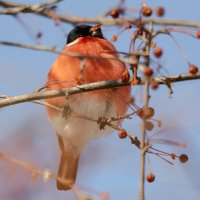 Снегирь. :: Виктор Иванович Чернюк