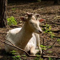 Рога подрастают... :: Николай Гирш