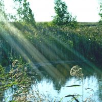 Лучи солнца :: Сергей Швечков