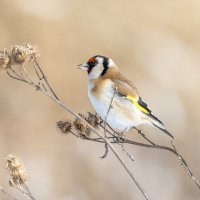 щегол. :: юрий макаров щегол. :: юрий макаров