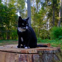 Кот учёный :: Олег Зоркий