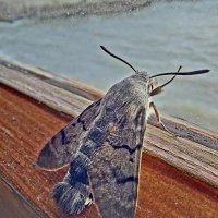 бражник :: ИРЭН@ .