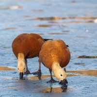 Из Жизни Уток :: юрий поляков