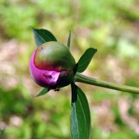 Мураши :: AleksSPb Лесниченко