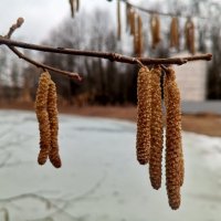 Орешник :: Сапсан 