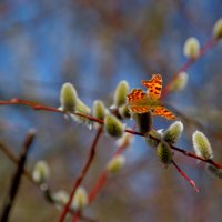 мартовские бабочки 3 :: Александр Прокудин мартовские бабочки 3 :: Александр Прокудин