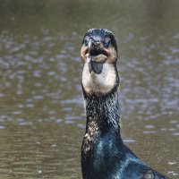 Баклан :: SanSan 