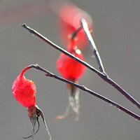 Перезимовали :: Любовь Сахарова Перезимовали :: Любовь Сахарова