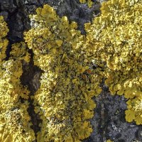 Такая гадость покрыла деревья в городе :: Валерий Иванович