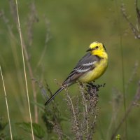 Желтая трясогузка :: Сергей Цветков Желтая трясогузка :: Сергей Цветков