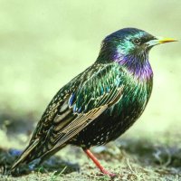 Вот и скворцы прилетели :: Людмила Смородинская