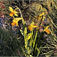 Весенняя картинка. :: Валерия Комова