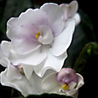 Нежность :: Елена Семигина