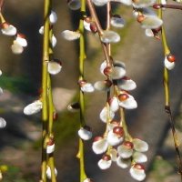 Верба :: Рита Симонова