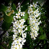 Черёмухи гроздья белые. :: nadyasilyuk Вознюк