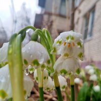 Белоцветник :: Сапсан 