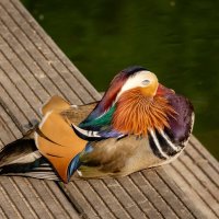 Спящая мандаринка... :: Николай Гирш Спящая мандаринка... :: Николай Гирш