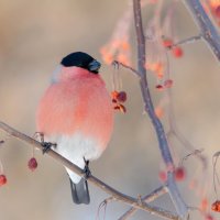 Снегирь. :: Виктор Иванович Чернюк