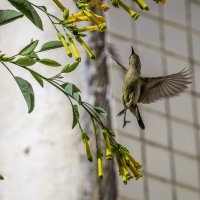 Палестинская нектарница. (Тест нового поляризационного фильтра) :: Alexander Amromin