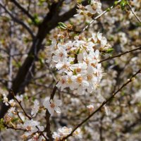 Алыча цветёт :: Валентин Семчишин Алыча цветёт :: Валентин Семчишин