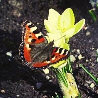 Красотка :: Людмила Смородинская