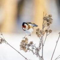 щегол. :: юрий макаров щегол. :: юрий макаров