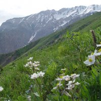 ПРОГУЛКА НА БОЛЬШОЙ ЧИМГАН 3300м, июньская весна. :: Виктор Осипчук ПРОГУЛКА НА БОЛЬШОЙ ЧИМГАН 3300м, июньская весна. :: Виктор Осипчук