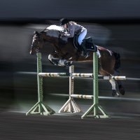 Кокино/ Конкур :: Евгений 