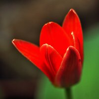 Первый! :: Юрий Гайворонскiий