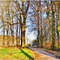 ДОРОГА В ЛЕС... :: Elvira E. 