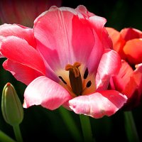 они на радость нам даны :: Олег Лукьянов