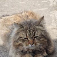 Слегка вздремнулось... :: Наталья Слегка вздремнулось... :: Наталья