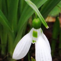 Цветок подснежника :: Андрей Снегерёв