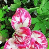 Пропеллер Карлсона :: Дмитрий Никитин