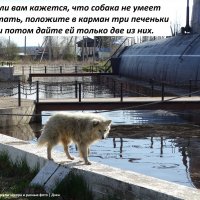 Пёс Бимка рядом с подводной лодкой, Вытегра :: svk *