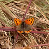 опять про бабочек 484 :: Александр Прокудин