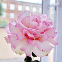 Розочка :: Игорь Корф