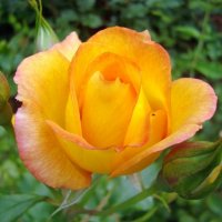 роза :: марта Камушкина