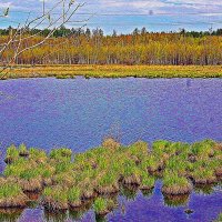 Май...Протока. Зеленеющие кочки! :: Владимир 
