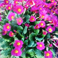 Во всей красе :: Людмила Смородинская