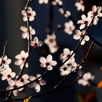 Доброе утро :: Юрий. Шмаков