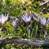 Крокус или шафран :: Игорь Сикорский