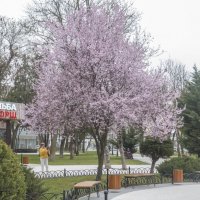 Весенний парк  Тренёва :: Валентин Семчишин