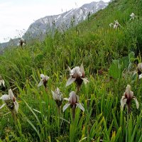 ПРОГУЛКА НА БОЛЬШОЙ ЧИМГАН 3300м. :: Виктор Осипчук