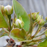 Груша :: Надежда Куркина